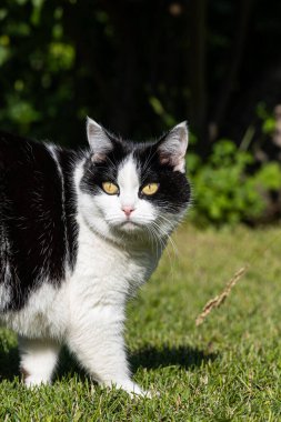 Büyük sarı gözlü güzel yetişkin siyah beyaz kedi yazın bahçededir. Dikey
