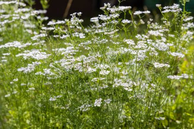 Beyaz çiçekli yeşil kişniş yazın bulanık bir arka planda çiçek açar.