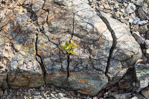 Resimde Doğal Gri Sarı Granit Taş Yüzeyin Güzel Bir Dokusu — Stok fotoğraf