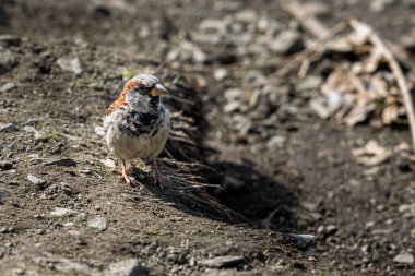 Yazın kahverengi toprakta oturan güzel bir serçe..
