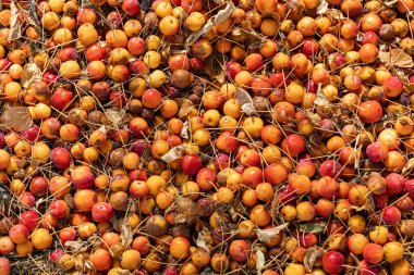 Sonbaharda bir grup taze sarı ve kırmızı parlak elma yerde yatar.