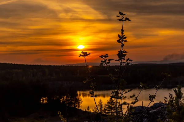 Birch Pine Trees Green Leaves Lake Park Evening Sunset — Stock Photo, Image