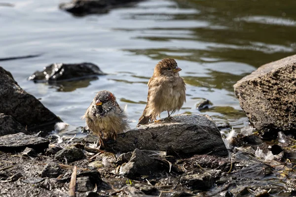 Een Paar Van Een Prachtige Mus Zwemmen Zomer Vijver Vogels — Stockfoto