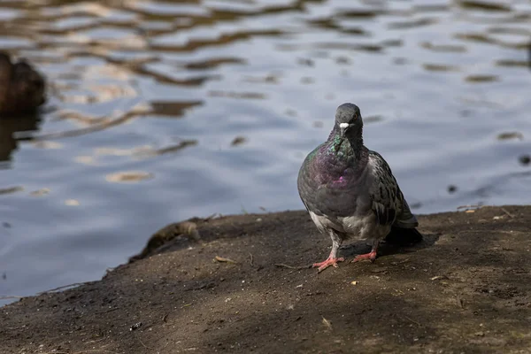 Pigeon Gris Est Près Étang Dans Parc Été — Photo