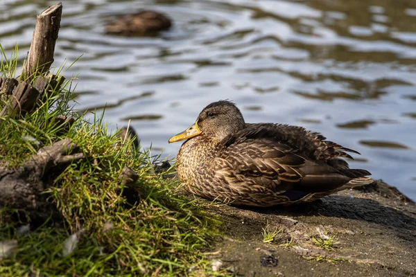Eine Braune Ente Mit Gelber Nase Steht Sommer Einem Teich — Stockfoto
