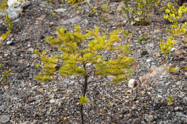Küçük çam, yaz günü bir parkta gri topraklardadır..