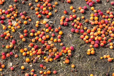 Sonbaharda bir grup taze sarı ve kırmızı parlak elma yerde yatar.