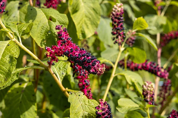 Grappoli Bacche Colza Nera Brillante Fiori Rossi Pokeweed Con Foglie — Foto Stock