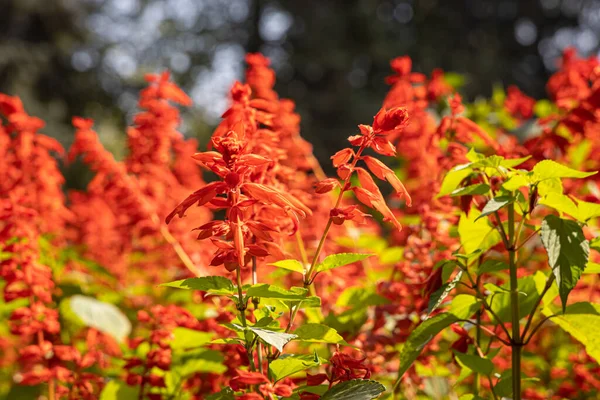 Ramo Salvia Roja Esplendens Está Jardín Verano — Foto de Stock