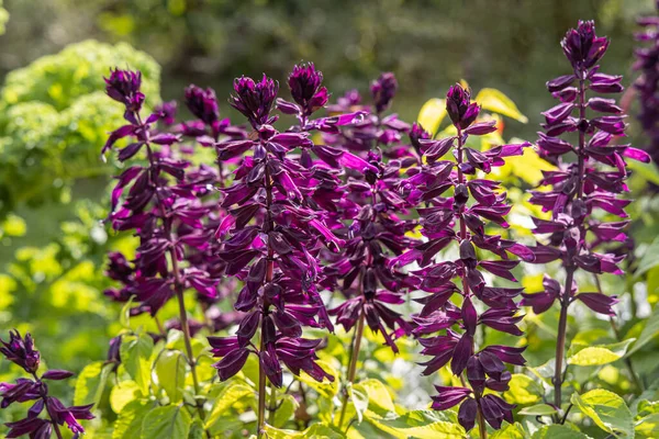 Bouquet Purple Salvia Splendens Summer Garden — Stock Photo, Image