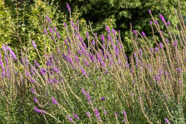 Buquê Linaria Roxa Está Jardim Verão — Fotografia de Stock