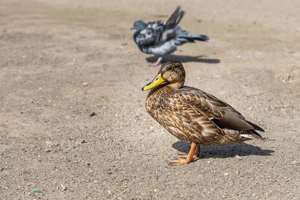 Eine Braune Ente Mit Grüner Nase Und Eine Taube Stehen — Stockfoto