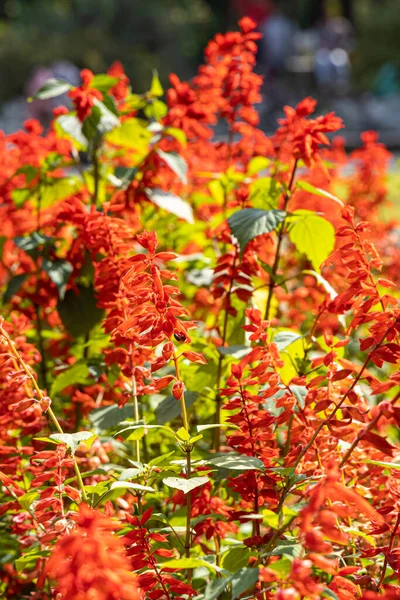 Buquê Salvia Splendens Vermelho Está Jardim Verão — Fotografia de Stock