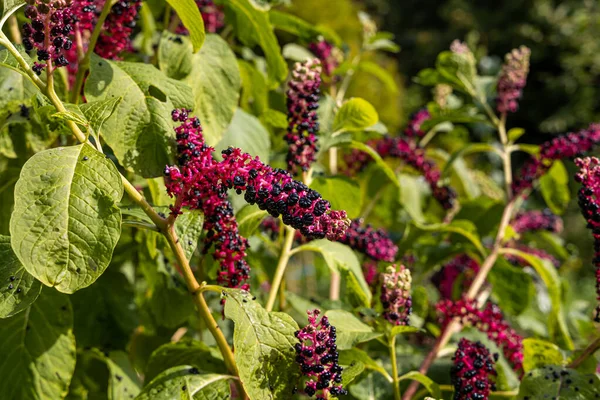 Los Manojos Las Bayas Brillantes Negras Las Flores Rojas Pokeweed — Foto de Stock