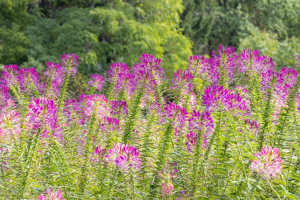 紫と赤のクレオメハスレリアーナの花やスピネンブルムやクレオメスポノーサのグループは 緑色のぼやけた背景にあります — ストック写真