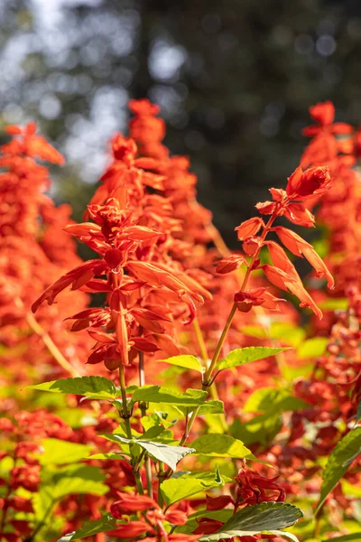 Buquê Salvia Splendens Vermelho Está Jardim Verão — Fotografia de Stock