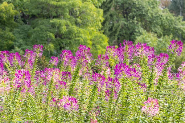 A group of purple and red Cleome hassleriana flowers or Spinnenblume or Cleome spinosa is on a green blurred background