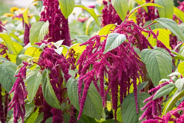 Hermosas Hojas Curvas Rojas Amaranthus Gangeticus Tricolor Están Macizo Flores — Foto de Stock