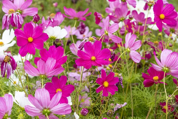 Ramo Flores Blancas Rosas Rojas Del Cosmos Blanco Está Jardín — Foto de Stock