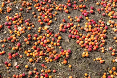 Sonbaharda bir grup taze sarı ve kırmızı parlak elma yerde yatar.