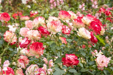 Güzel narin çiçekler yeşil yapraklı pembe gül yazın parkta bulanık yeşil bir arka plandadır.