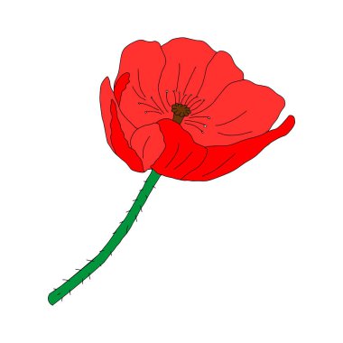 Beyaz arkaplanda izole edilmiş kırmızı gelincik çiçeğinin Vektör çizimi