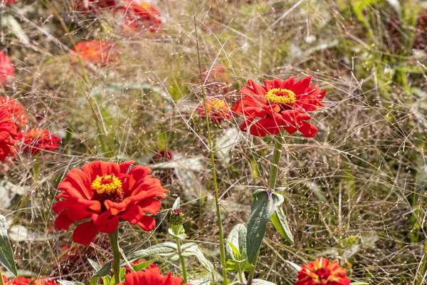Buquê Flores Vermelhas Zinnia Está Jardim Verão — Fotografia de Stock