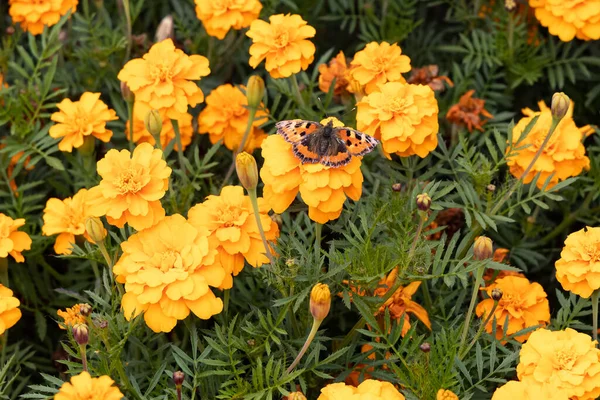 Flores Calêndula Amarelas Com Uma Urticária Borboleta Estão Jardim Verão — Fotografia de Stock