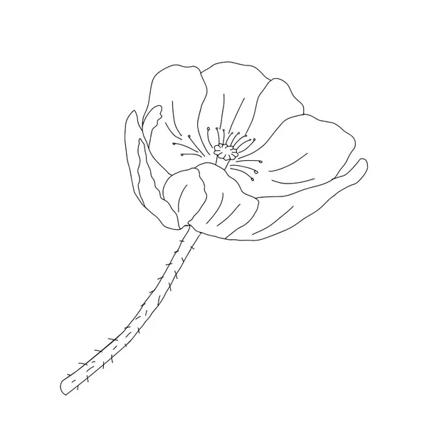 Una Ilustración Vectorial Una Flor Amapola Común Negra Aislada Sobre — Vector de stock