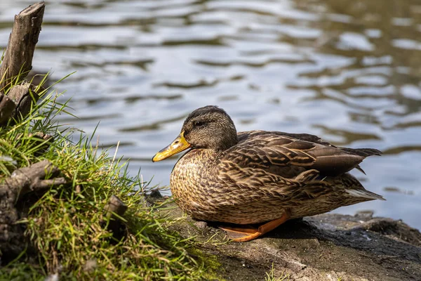 Eine Braune Ente Mit Gelber Nase Steht Sommer Einem Teich — Stockfoto