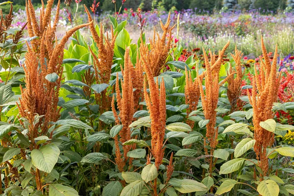 Grupo Hermosa Naranja Amaranthus Hypochondriacus Príncipe Gales Flores Plumas Con — Foto de Stock