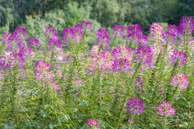 Mor ve kırmızı Cleome hassleriana çiçek veya Spinnenblume veya Cleome spinosa bir grup yeşil bulanık arka plan üzerinde