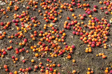 Sonbaharda bir grup taze sarı ve kırmızı parlak elma yerde yatar.
