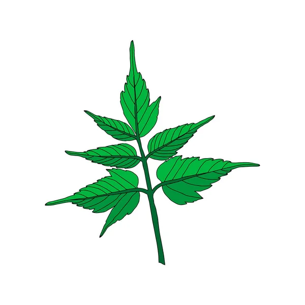 Beyaz Arka Planda Izole Edilmiş Yeşil Bir Akçaağaç Yaprağının Bir — Stok Vektör