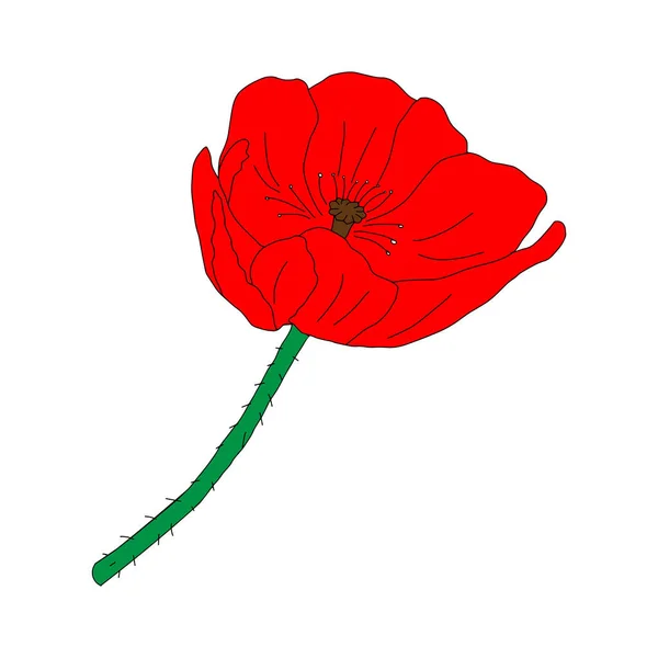 Vector Illustration One Red Common Poppy Flower Isolated White Background — Stock Vector