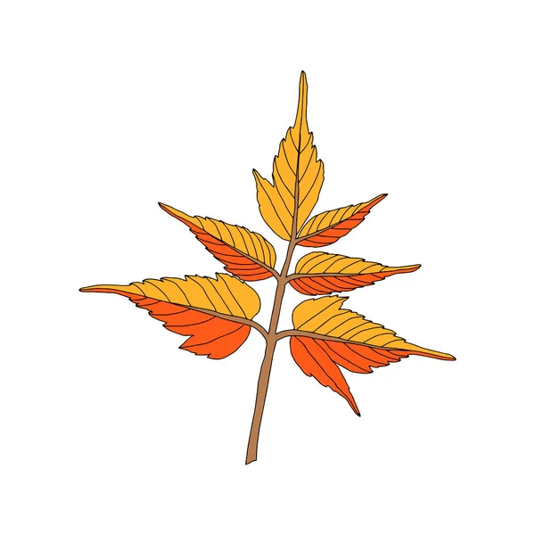 白地に孤立したオレンジのカエデの葉のイラスト — ストックベクタ