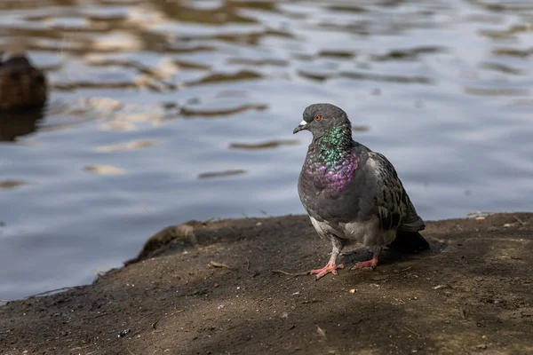 Pombo Cinzento Por Uma Lagoa Parque Verão — Fotografia de Stock