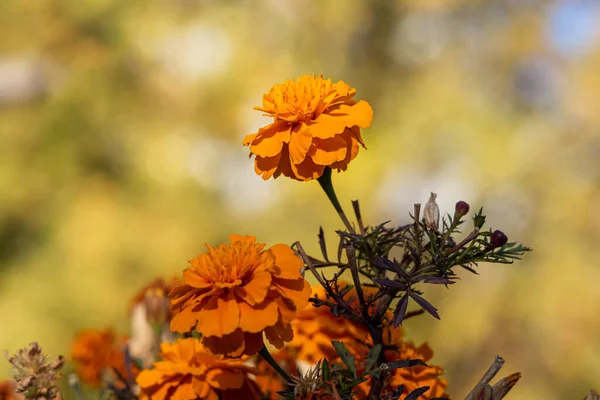 Orange Marigold Flower Beautiful Green Leaves Bloom Autumn Garden Yellow — Stock Photo, Image