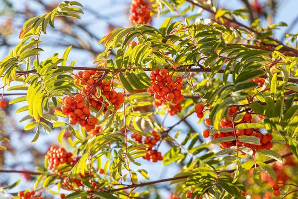 Ett Gäng Vilda Rönn Träd Med Små Ljusa Apelsiner Bär — Stockfoto