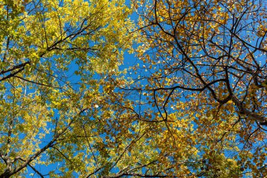 Sarı yapraklı bir grup Hawthorn ve akçaağaç ağaçlarının yatay fotoğrafı sonbaharda ormandaki mavi gökyüzüne karşıdır.