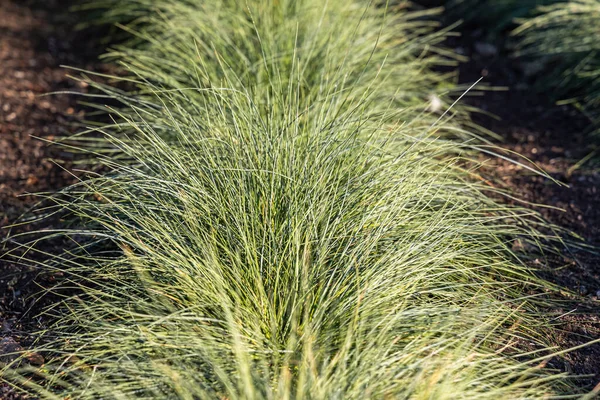 Vacker Horisontell Konsistens Grönt Och Gult Prydnadsgräs Carex Trädgård Hösten — Stockfoto