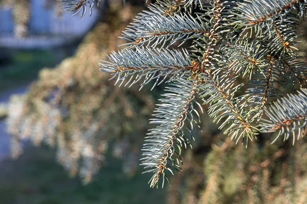 Mavi Köknar Ağacının Bir Dalı Mavi Arka Planda Noel Süslemesi — Stok fotoğraf