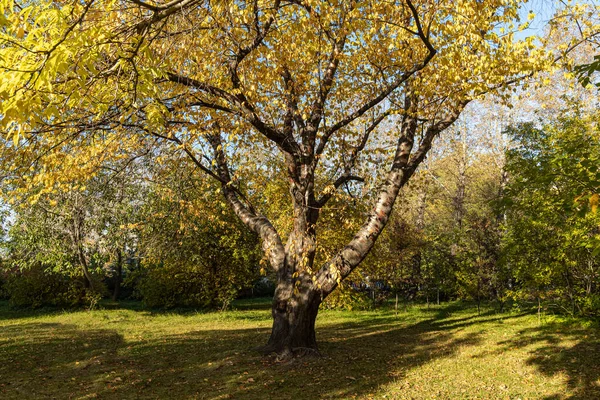 Kuş kiraz ağacı veya Latin erik maackii ayrıca sarı yapraklı Padus maackii de parkta güneşli bir sonbahar günüdür.