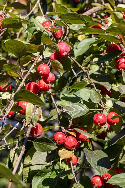 Ein Strauß Wilder Apfelbäume Mit Kleinen Leuchtend Roten Äpfeln Und — Stockfoto