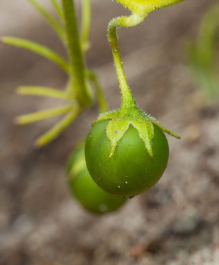 patates yumru