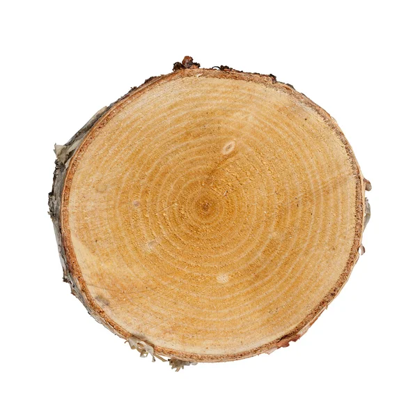 Tree cut — Stock Photo, Image