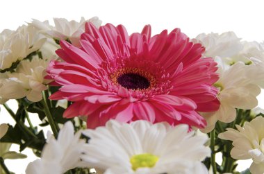 Gerbera çiçek ile krizantem