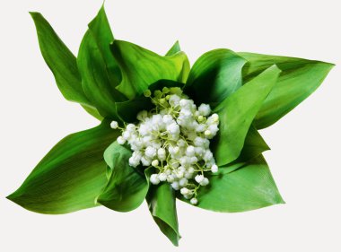 Lily vadi izole buket