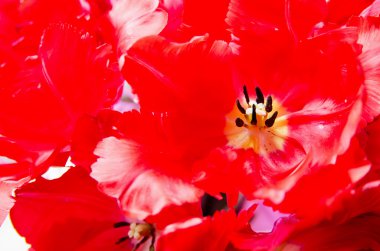 Lale, arka plan, yakın çekim