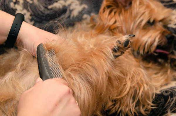 Φροντίδα σκύλων, περιποίηση Yorkshire Terrier στο ζωολογικό κήπο — Φωτογραφία Αρχείου